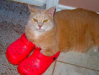 crocs.png