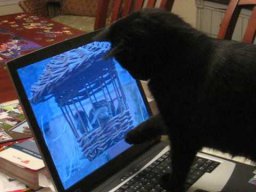 CatRuinedMyVideo