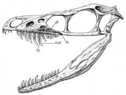 Velociraptor47