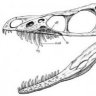 Velociraptor47