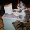 meowmix_
